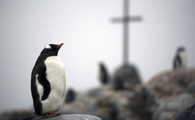 Hungry Penguins Chase Antarctic's Shifting Krill
