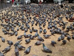 जम्मू-कश्मीर में 153 कबूतरों पर है 'पाकिस्तानी जासूस' होने का शक, CID कर रही जांच जम्मू-कश्मीर में 153 कबूतरों पर है 'पाकिस्तानी जासूस' होने का शक, CID कर रही जांच