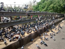 कबूतर आ..आ..आ..., कई परिवारों का भरण-पोषण कर रहे यह पक्षी कबूतर आ..आ..आ..., कई परिवारों का भरण-पोषण कर रहे यह पक्षी