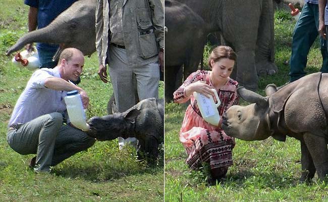 national day of hindi india in sports Kate's AK On Shot Will 47s Rhino With Day Of Tour, Kaziranga