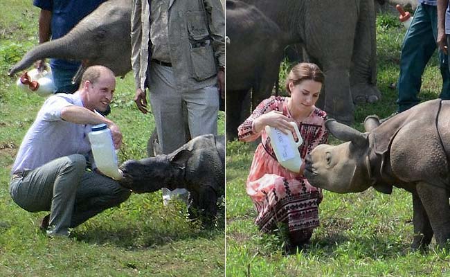 On Day Of Will-Kate's Kaziranga Tour, Rhino Shot With AK-47s