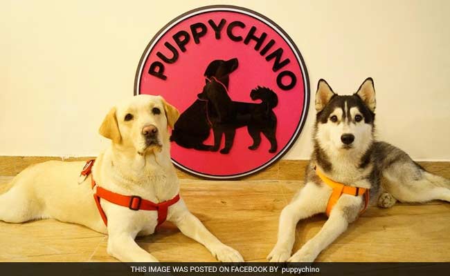 At This Delhi Cafe, It's Coffee With Canines