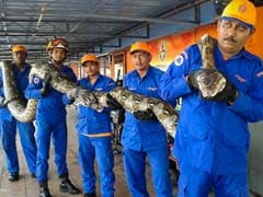 Giant Python Found On Malaysian Building Site
