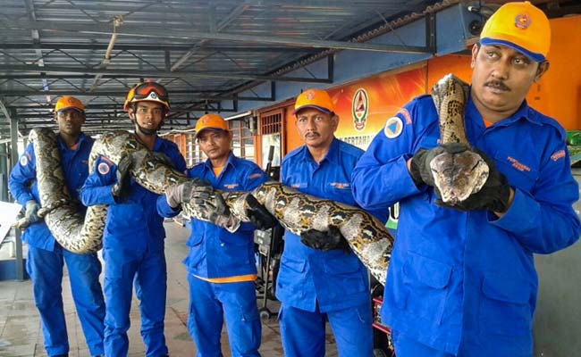 Giant Python Found On Malaysian Building Site