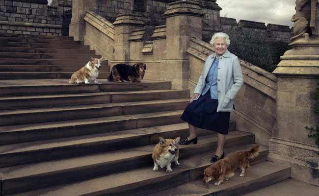 Queen Elizabeth's Corgis Take Centre Stage At London Exhibition 1