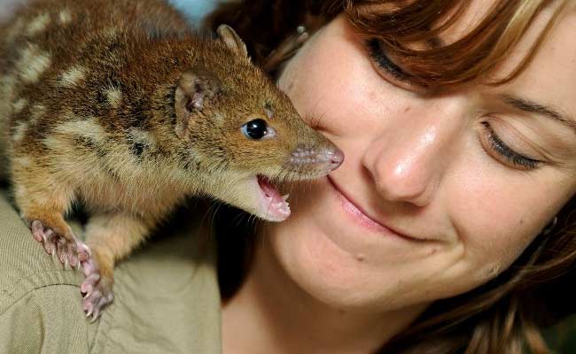 Australian Furry Friend Gets 'Toad-Smart' To Survive
