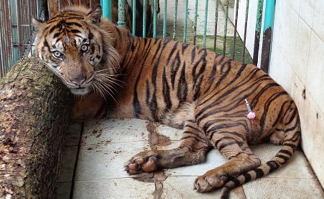 Rare Tiger Dies At Indonesia's 'Death Zoo'