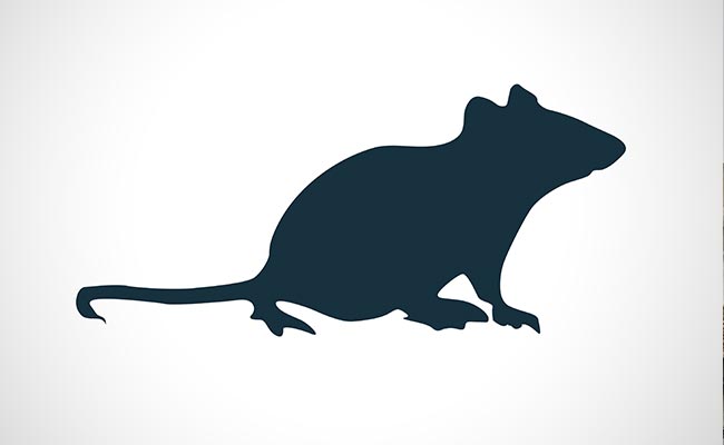 Pakistan's Peshawar Announces Cash Reward Of Rs 25 For Killing Rats