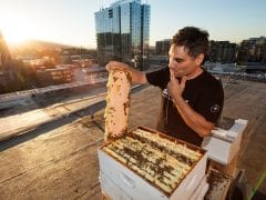 Hive Mentality: The Buzz About Local, Artisanal Honey