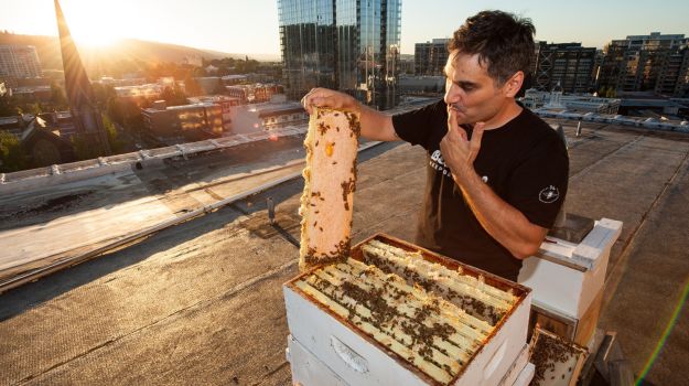 Hive Mentality: The Buzz About Local, Artisanal Honey