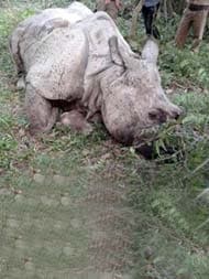 Railway Constable Among 3 Arrested With Rhino Horn In Assam