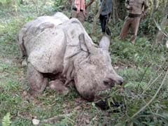 Poachers Kill Rhino In Assam's Manas National Park