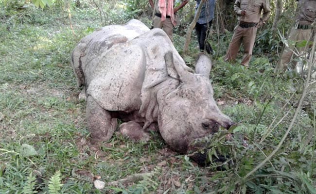 Worth Millions Dead, Another Rhino Becomes Target Of Poachers In Kaziranga