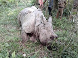 Worth Millions Dead, Another Rhino Becomes Target Of Poachers In Kaziranga Worth Millions Dead, Another Rhino Becomes Target Of Poachers In Kaziranga