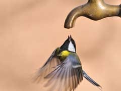 Delhi Government Plans Drinking Water Arrangements For Birds, Animals This Summer