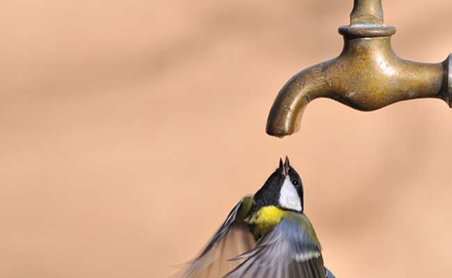 Delhi Government Plans Drinking Water Arrangements For Birds, Animals This Summer