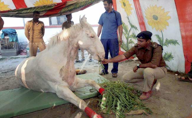 Shaktiman Fought Till The End, Says The Brave Horse's Grieving Caretaker