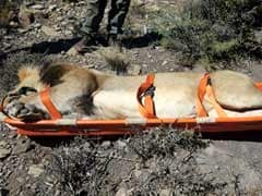 This Runaway Lion May Be Euthanized, Caught With Dart From Helicopter