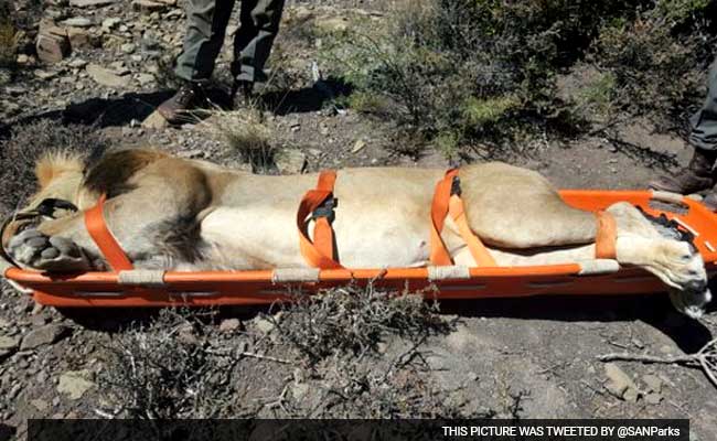 This Runaway Lion May Be Euthanized, Caught With Dart From Helicopter