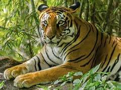 More Tigers Have Been Poached In India This Year Than All Of Last Year