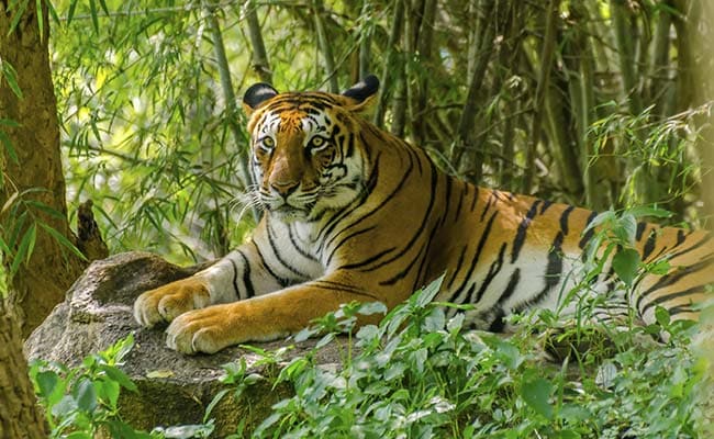 PM Modi Calls For International Collaboration For Tiger Conservation