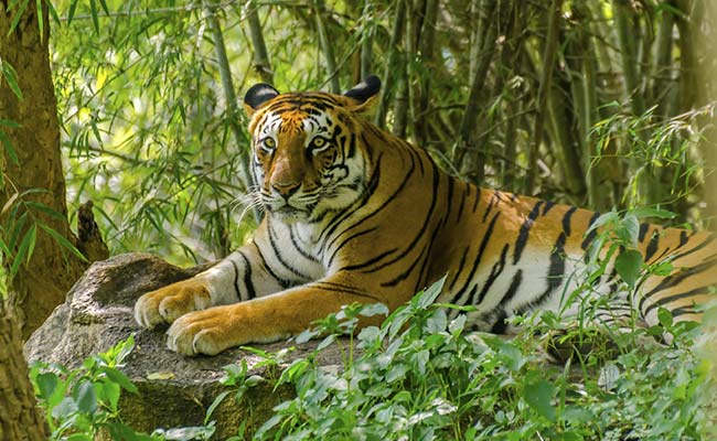 World's Wild Tiger Count Rising For First Time In A Century