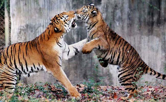 India Ready To Help Non-Tiger Countries To Create Tiger Habitat: Government