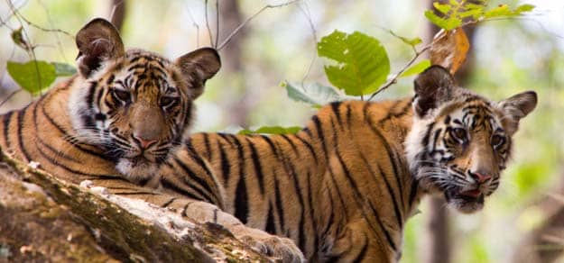 अगले 80-90  सालों में धरती से गायब हो जाएंगे, बंगाल टाइगर जैसे बड़े जीव! अगर...