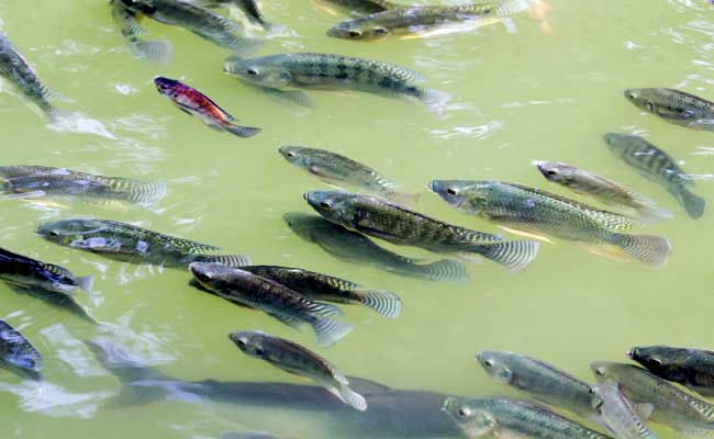 Scientists Identify Deadly Tilapia Virus