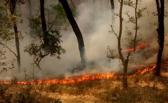 उत्तराखंड के 13 जिलों के जंगलों में आग : NDRF टीमों सहित 6000 लोग आग बुझाने में जुटे