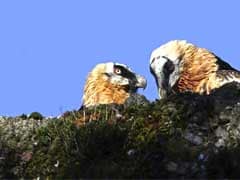 Gay Vulture Couple Adopts Egg In German Zoo