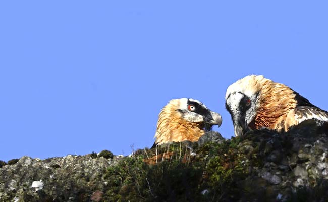 Gay Vulture Couple Adopts Egg In German Zoo