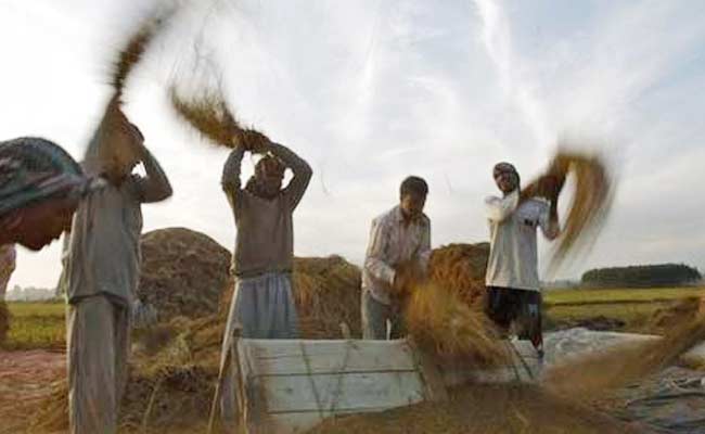 पंजाब : गोदामों से 12 हज़ार करोड़ का अनाज ग़ायब होने से उड़ी बैंकों की नींद, मुश्किल में किसान