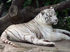 उत्तर प्रदेश : लखनऊ प्राणि उद्यान में सफेद बाघ 'आर्यन' की मौत, शोक में डूबा चिड़ियाघर