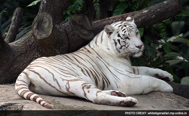 World's first white tiger sanctuary opens in India in bid to