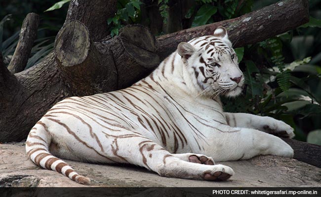 White Tiger 'Sameer' Dies Due To Age-Related Issues At Tirupati Zoo
