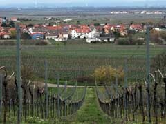 This German Village Wants To Be Known For Wine. Instead, It's Trump - And 'Drumpf.'