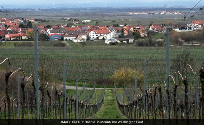 This German Village Wants To Be Known For Wine. Instead, It's Trump - And 'Drumpf.'