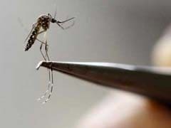 Brazil Confirms Mosquito As Zika Vector