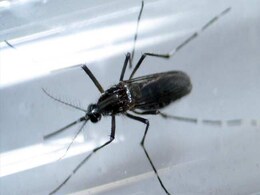 About 1.6 Million Childbearing Women At Zika Risk: Study About 1.6 Million Childbearing Women At Zika Risk: Study