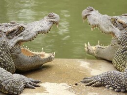 Man Threatens To Feed Boy To Alligators, Faces Child Abuse Charge Man Threatens To Feed Boy To Alligators, Faces Child Abuse Charge