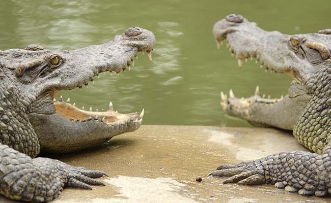 Man Threatens To Feed Boy To Alligators, Faces Child Abuse Charge