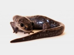 This Species Has No Men - And They're Better Off Because Of It This Species Has No Men - And They're Better Off Because Of It