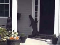 Very Polite Alligator Visits Its Human Neighbors, Tries To Ring The Doorbell