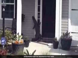 Very Polite Alligator Visits Its Human Neighbors, Tries To Ring The Doorbell Very Polite Alligator Visits Its Human Neighbors, Tries To Ring The Doorbell