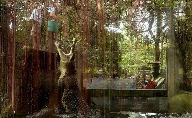 Australian Teen Escapes Crocodile By Punching It In The Head