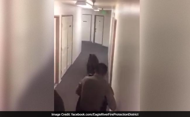 Firefighters Shoo Away Baby Bear Rummaging Through Man's Refrigerator Inside Second Floor Apartment