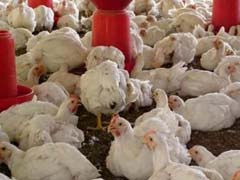Bird Flu: Karnataka To Cull 1.3 Lakh Chickens As Precautionary Measure