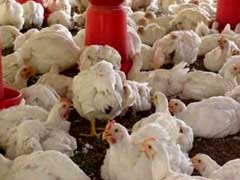 बर्ड फ्लू : कर्नाटक में 1,30,000 मुर्गों को ऐहतियातन मारा जाएगा