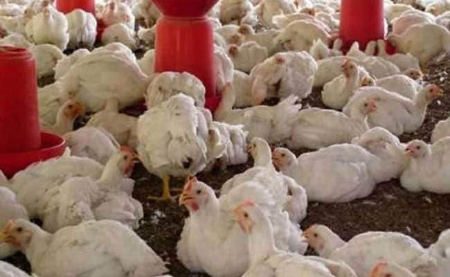 Bird Flu Detected At Poultry Farm In Punjab's Ludhiana